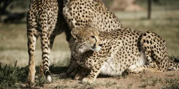 70 años después de la extinción de los guepardos en India, llegan ocho ejemplares de Namibia