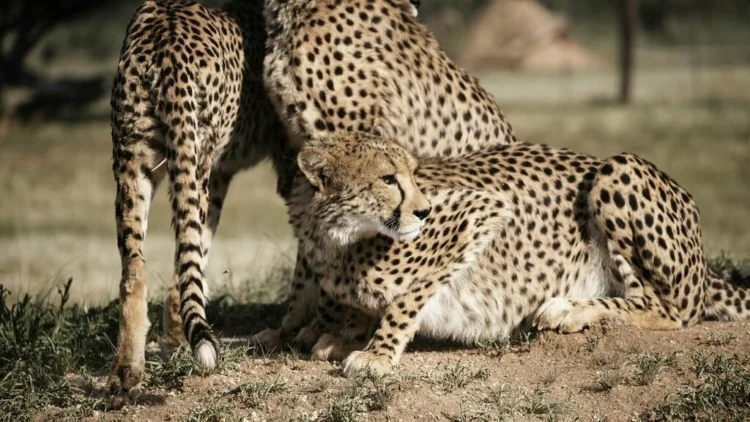 70 años después de la extinción de los guepardos en India, llegan ocho ejemplares de Namibia