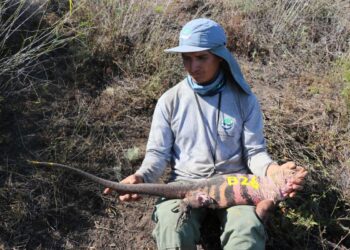 Un ejemplar de iguana rosada que habita las islas Galápagos. Foto: AFP
