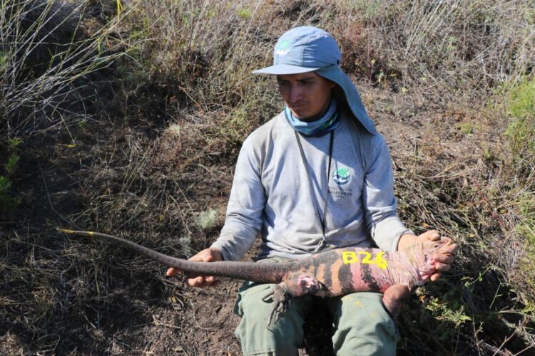 Un ejemplar de iguana rosada que habita las islas Galápagos. Foto: AFP