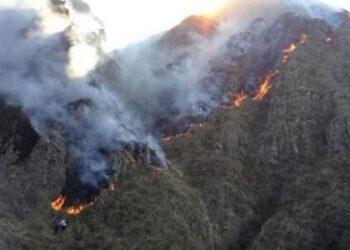 Los incendios amenazan con extinguir especies vegetales en el país. Foto: DTV