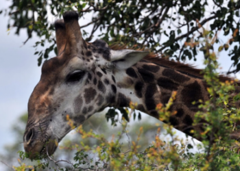 Una jirafa, fotografiada el 6 de febrero de 2013 en el Parque Nacional Kruger, cerca de Nelspruit, en Sudáfrica. Foto: AFP.