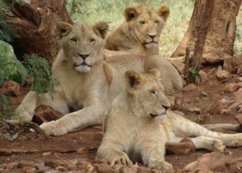 Imagen de referencia de los leones. Foto: Pexels.