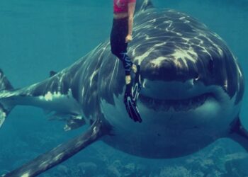 La cumbre en Panamá sobre comercio internacional de especies amenazadas aprobó este viernes una resolución para proteger tiburones. Foto: AFP.
