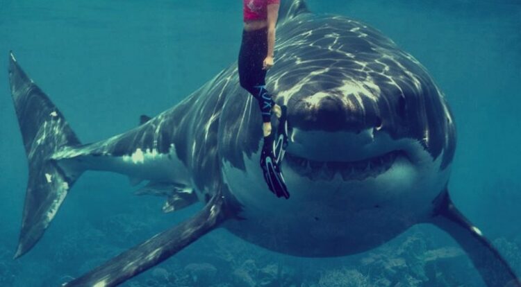 La cumbre en Panamá sobre comercio internacional de especies amenazadas aprobó este viernes una resolución para proteger tiburones. Foto: AFP.
