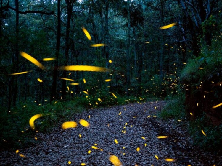 Las luciérnagas inspiraron al los científicos para crear unos robots, del tamaño de esos insectos, que podrían ser útiles en misiones de rescate. Foto: AFP.