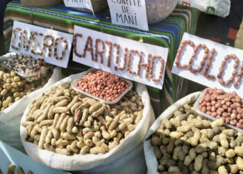 Exportación de maní: Ventas externas crecen un 6,7% en ocho meses