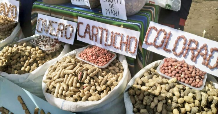 Exportación de maní: Ventas externas crecen un 6,7% en ocho meses
