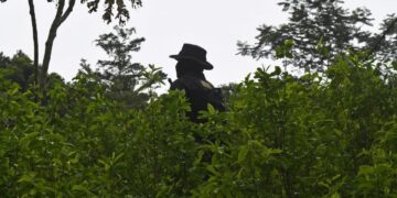 Autoridades hondureñas incautan plantación de coca y narcolaboratorio.