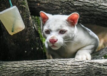 La ocelote albina fue encontrada en el departamento de Antioquia. Foto: AFP