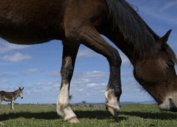 Un caballo rescatado por la ONG Santuarios Primitivo en una granja donde vive tras ser adoptado en Pan de Azúcar, 115 km al este de Montevideo, el 16 de septiembre de 2022. Foto: AFP.