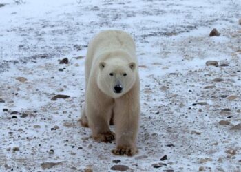 Un oso polar macho espera que el hielo marino regrese en el Área de Churchill, Manitoba, Canadá, 27 de octubre de 2020. Foto: Reuters.