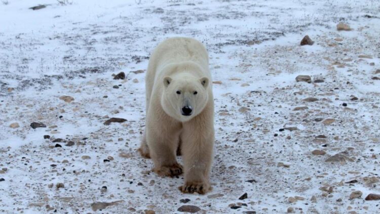 Un oso polar macho espera que el hielo marino regrese en el Área de Churchill, Manitoba, Canadá, 27 de octubre de 2020. Foto: Reuters.