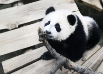 Un panda de dos años de un zoo de Países Bajos resultó ser una hembra y no un macho
