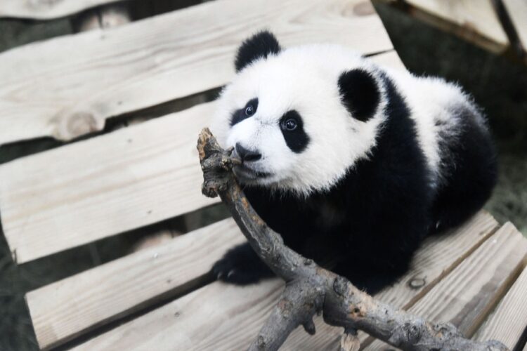 Un panda de dos años de un zoo de Países Bajos resultó ser una hembra y no un macho
