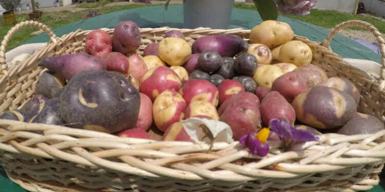Científicos se reúnen alrededor de variados tubérculos de cáscara oscura e interior colorido para salvar las papas "nativas".