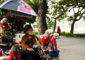 Perros en tuktuk conciencian contra el consumo de carne canina en Vietnam