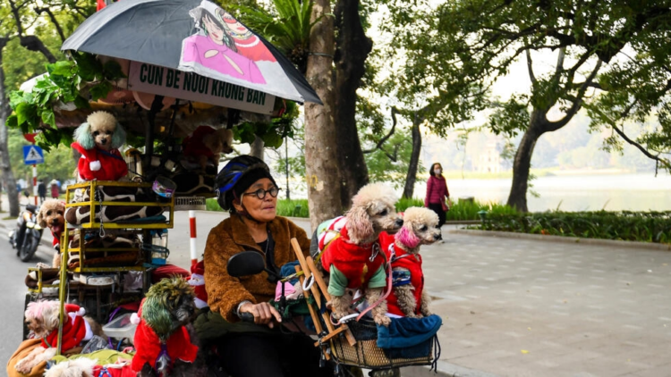 Perros en tuktuk conciencian contra el consumo de carne canina en Vietnam
