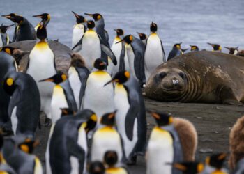 Pingüinos reales enfrentan amenaza del cambio climático en el confín del Índico