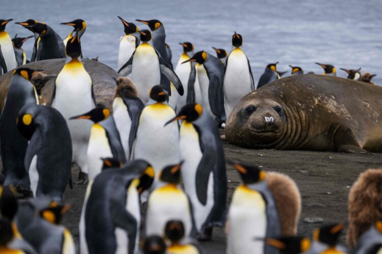 Pingüinos reales enfrentan amenaza del cambio climático en el confín del Índico