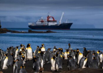 Miles de pingüinos reales en la isla de la Posesión, en Francia, el 20 de diciembre de 2022. Foto: AFP.