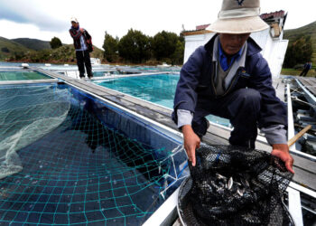 El Gobierno prevé ejecutar Bs 265 millones para potenciar la producción piscícola