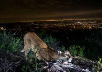 Los pumas de Los Ángeles, habitan en las montañas Verdugos, principalmente. Foto: AFP.