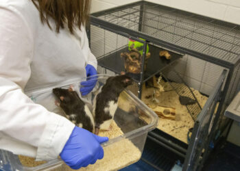 Unas ratas objeto de estudio en la Universidad de Richmond (Virginia, EEUU), en una imagen del 2 de agosto de 2022. Foto: AFP.