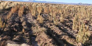 Debido a la falta de lluvias y la escasez de agua, campesinos pidieron a las autoridades la creación de nubes artificiales en provincias.