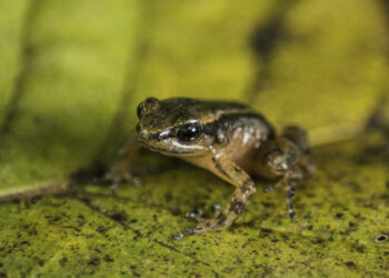 Laboratorio de Venezuela busca salvar a rana única amenazada de extinción