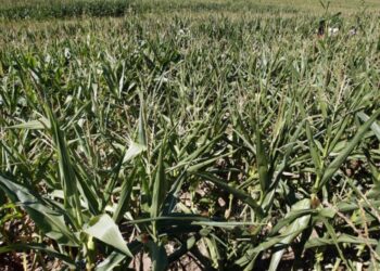 Las multinacionales agrícolas promocionan las semillas modificadas para aumentar los rendimientos ante sequías, olas de calor o fuertes lluvias, pero los escépticos de los organismos genéticamente modificados (OGM) mantienen sus reservas. Foto: AFP.