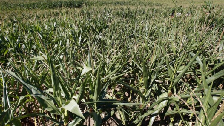 Las multinacionales agrícolas promocionan las semillas modificadas para aumentar los rendimientos ante sequías, olas de calor o fuertes lluvias, pero los escépticos de los organismos genéticamente modificados (OGM) mantienen sus reservas. Foto: AFP.