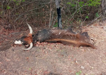En Chuquisaca, ganado muere a causa de la sequía. Foto: Red Aclo