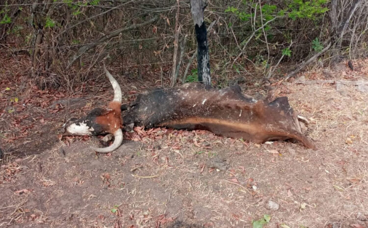 En Chuquisaca, ganado muere a causa de la sequía. Foto: Red Aclo
