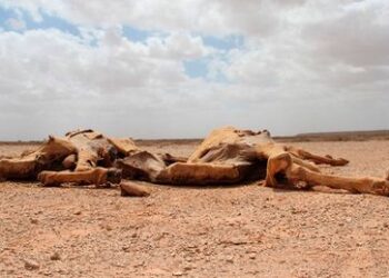 Un millón de desplazados en Somalia a causa de la sequía
