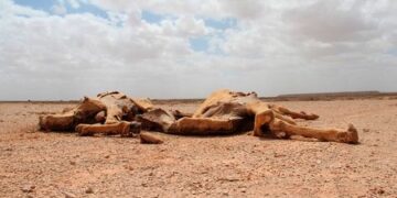 Un millón de desplazados en Somalia a causa de la sequía