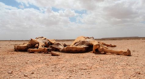 Un millón de desplazados en Somalia a causa de la sequía