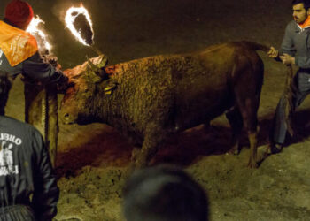 Unos participantes en la fiesta del Toro de Júbilo le colocan unas bolas de alquitrán inflamables en los cuernos a un toro el 12 de noviembre de 2017 en Medinaceli, cerca de la ciudad española de Soria. Foto: AFP.