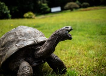 La tortuga Jonathan vive en la residencia oficial del gobernador de Santa Elena. Foto: AFP