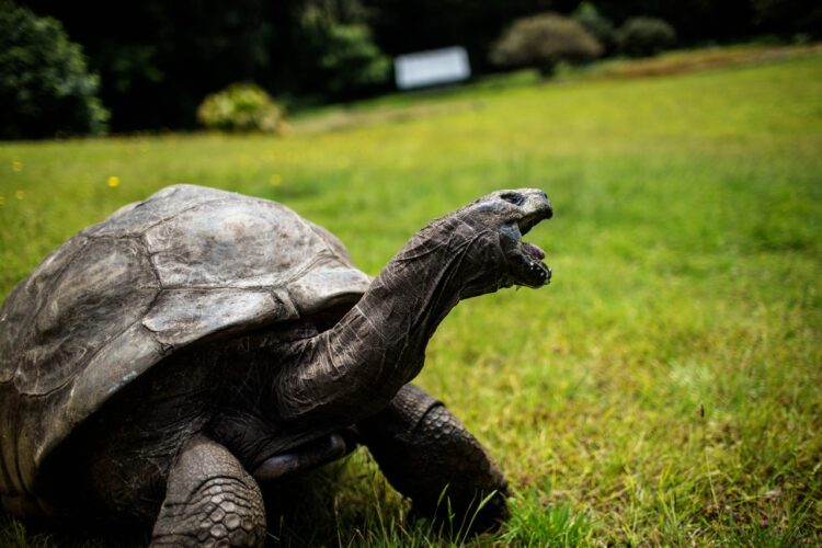 La tortuga Jonathan vive en la residencia oficial del gobernador de Santa Elena. Foto: AFP