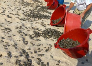 Liberan más de 6.000 crías de tortugas en Perú para repoblar la Amazonía