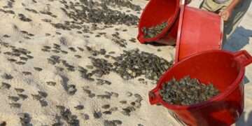 Liberan más de 6.000 crías de tortugas en Perú para repoblar la Amazonía