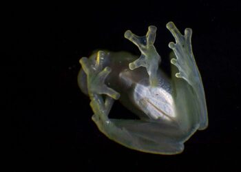 Cumbre de especies amenazadas debate medidas para salvar a tortugas y ranas de cristal