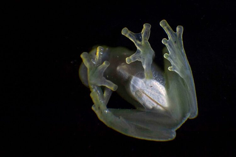 Cumbre de especies amenazadas debate medidas para salvar a tortugas y ranas de cristal