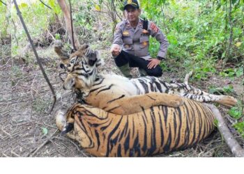 Hallados muertos tres tigres de Sumatra en trampas en Indonesia