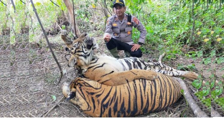 Hallados muertos tres tigres de Sumatra en trampas en Indonesia