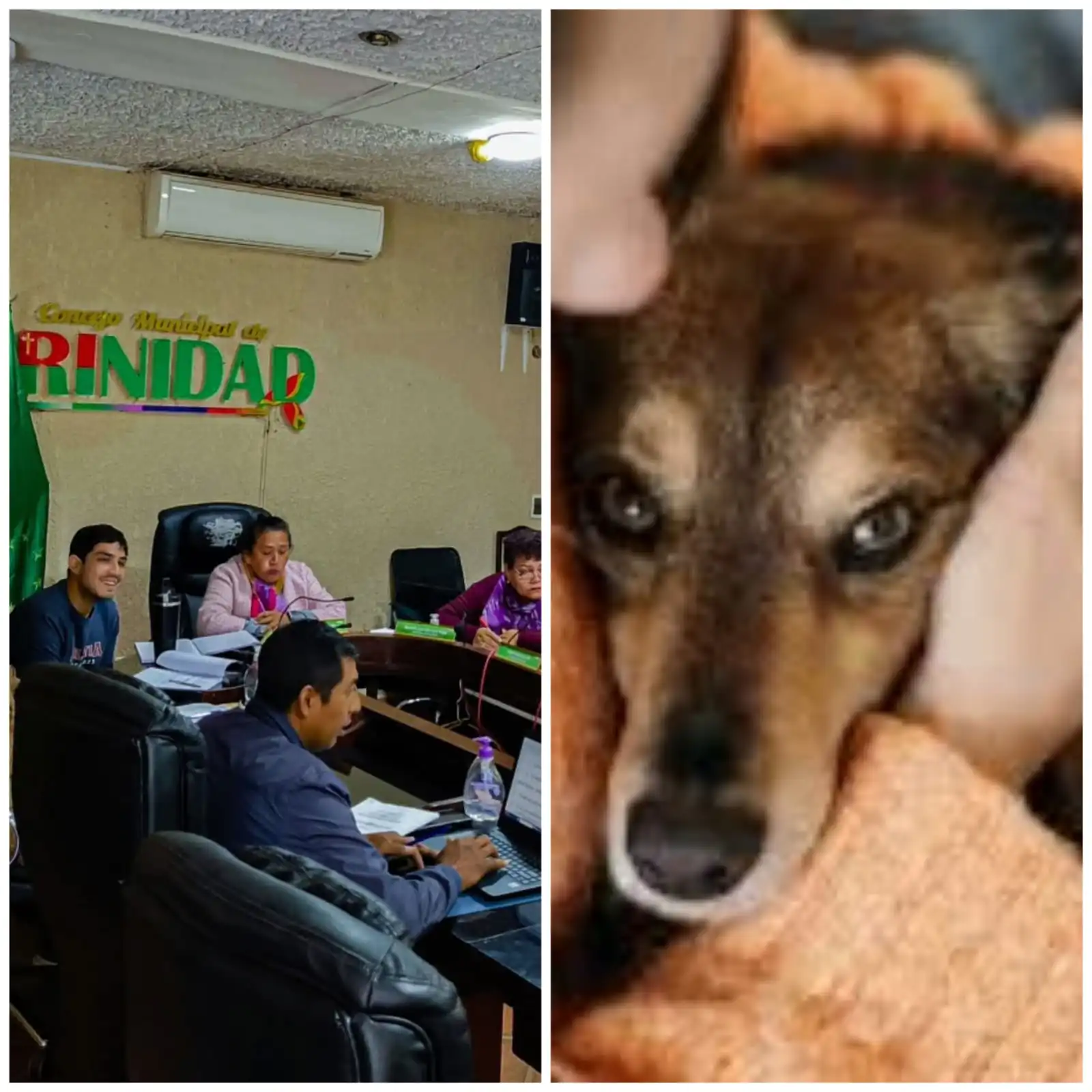 La Alcaldía de Trinidad impulsa una ley que beneficiará a los contribuyentes con el 15% de descuento a quienes adopten animales callejeros. FOTO: Beni Noticias y RRSS