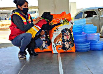 La Terminal de Buses también ayuda a encontrar hogar para los perritos callejeros. Foto: Terminal de Buses de Tarija