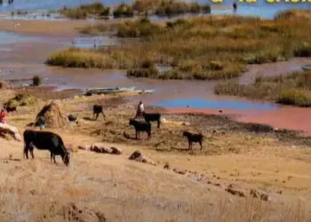 Crisis del Titicaca: avanza desplazamiento ambiental en la cuenca Katari. FOTO: Fundación Tierra