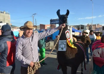 Están los mejores ejemplares de camélidos de La Paz/ Gob. de La Paz